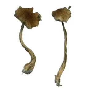 Alacabenzi Magic Mushrooms Online