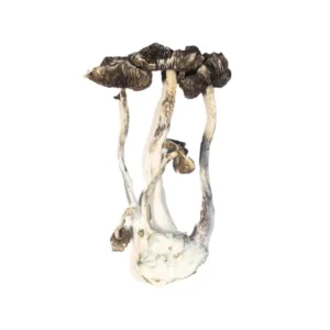 Albino A+ Magic Mushrooms – Premium Psychedelic Experience