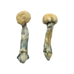 Albino Treasure Coast Magic