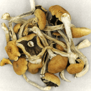 buy psychedelic mushrooms online USA