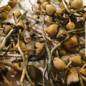 liberty caps mushrooms