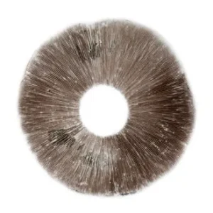 SPORE PRINT PSILOCYBE CUBENSIS