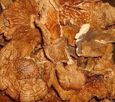 Amanita Muscaria