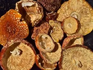 Florida White (F+) Mushrooms