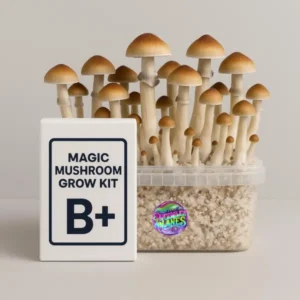 Buy Magic Mushroom Grow Kit ‘B+’ online