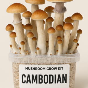 Magic Mushroom Grow Kit ‘Cambodian’