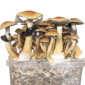 Magic Mushroom Grow Kit ‘Golden Teacher’