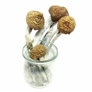 Magic Mushroom Grow Kit ‘McKennaii’