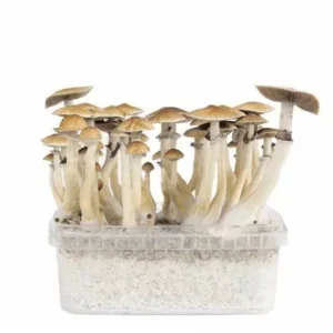 Magic Mushroom Grow Kit ‘Mexican’