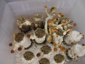 Mega Mushroom Growing & Incubator Kit - Image 2