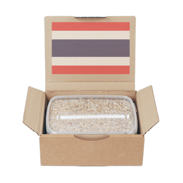 Mondo Magic Mushroom Grow Kits