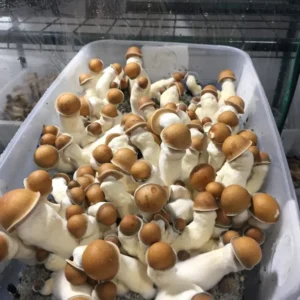 Penis Envy Mushrooms